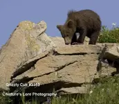 Brown%20Bear%20cub%20M2V3353.webp