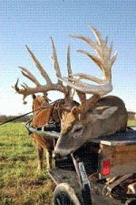 Ammish buck gif.GIF