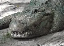 Gator01.webp