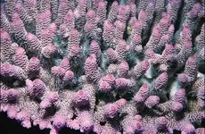 sea life1.webp