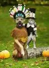 dog and cat thanksgivong.webp