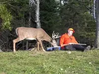 bigbuck.webp