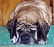 bogie1.webp