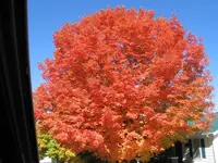 November 2008 048 (Medium).webp