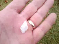 Nov 14 white.webp