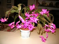 IMG_1187.webp