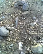 adena IOH in-situ.webp