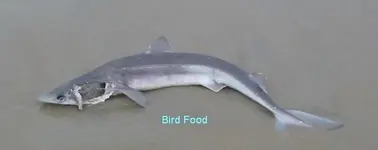 shark.webp
