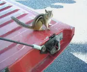 Chipmonk2.webp