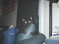 Bear.webp