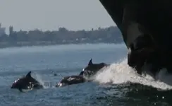 dolphins in wake.webp