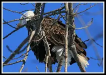 IMG_0446 Bad Feather Day  Eagle 17.webp