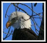 IMG_0426  Eagle head shot 22 b.webp