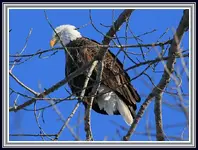 IMG_0449  Eagle 22 on branch.webp