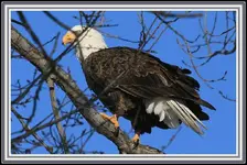 IMG_0488  Eagle 22.webp