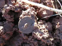 CMav121208a (Small).webp