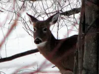 deer 09 002.webp