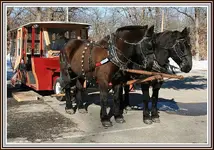 IMG_1313 Horse and trailor.webp