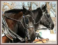 IMG_1336 Horses head shot.webp