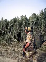 10ftgrass.webp