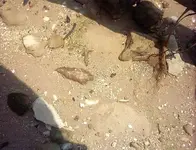 beachfun.webp