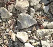 Poss. Preform In situ.webp