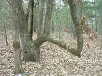 Thong Oak tree 1.webp