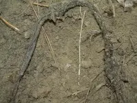 U Shap Wire 3 knots by thong 3.webp