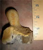 Pestle ruler2.webp