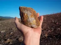 fossil hunt 002.webp