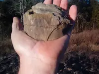 fossil hunt 004.webp