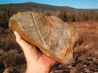 fossil hunt 001.webp