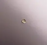 goldf.webp