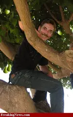 Partridge-in-a-Pear-Tree--34667.webp