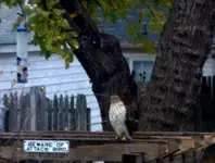 hawk.webp