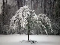Snow3.webp Snow3.webp