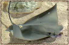 stingrays_529.webp