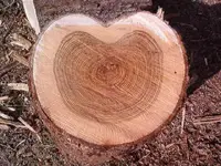 wood & hunts 002.webp