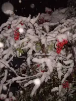 Snow2.webp Snow2.webp