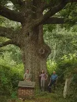 !!Sacred%20oak%20of%20the%20oley%20valley%2006.webp