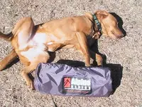 Buster and tent.webp