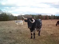 longhorn 001.webp