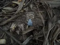 DSCN0225.webp