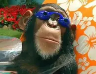 monkey.webp