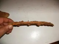 Relics found near carliele sc 009 (Medium).webp