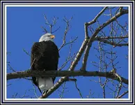 IMG_0568 High up Eagle 21.webp