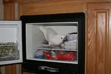 frozen chicken.webp