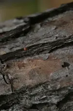 Spider 2.webp