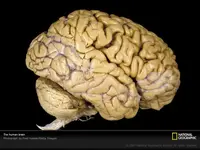 human-brain-vis304784-sw.webp