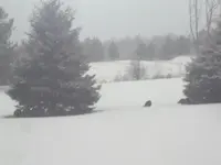 Turkeys.webp